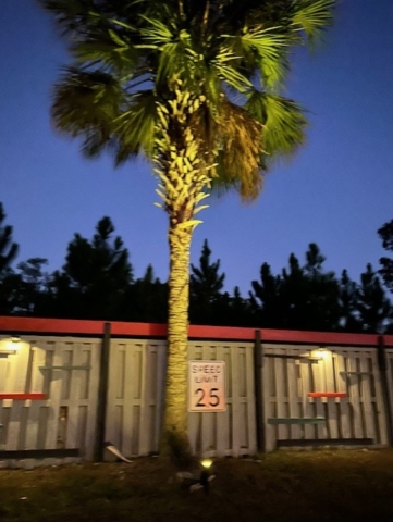 Lit Palm Tree